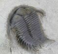 Two Beautiful Cyphaspides Trilobites - Jorf, Morocco (Special Price) #12249-1